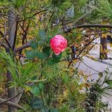 不教胡马度银川头像
