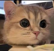 Wchert的个人资料头像