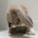 闲淤的个人资料头像