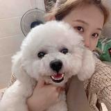 小猪佩卓222头像