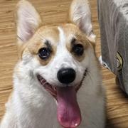 梅普露赛高的个人资料头像