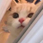 若离608的个人资料头像