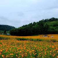 酸菜莲子头像