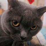 爱猫达人君头像