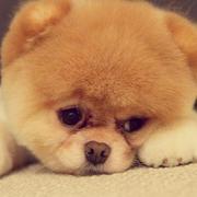 隔山打牛的个人资料头像