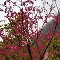花草545头像