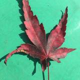 琦心协力471头像