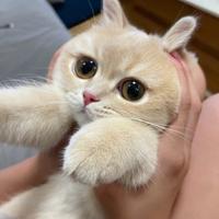 众合严选二手车头像
