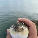 资源检验官矶霸头像