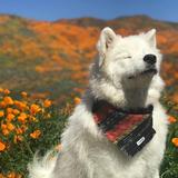 左右不为难啊头像
