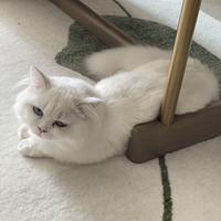 漂流的小乌龟头像