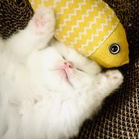 饭焦焦不焦头像