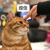 爱者之贻头像