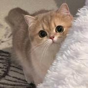 安若的个人资料头像