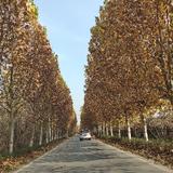 来者是客先生头像