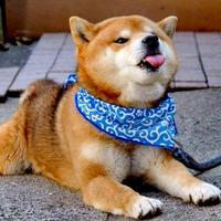 这位女施主z头像