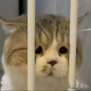 dleei的个人资料头像