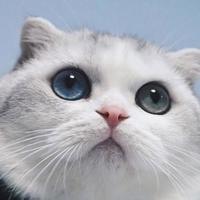 熊猫不是兄头像
