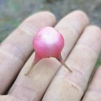 最美枫瑾头像