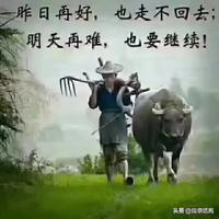淡泊的清风Y5头像