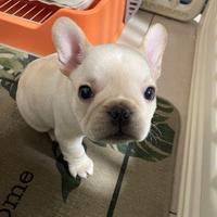 Conling啊啊啊头像