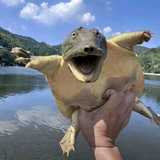 幽默冰淇淋e6k头像