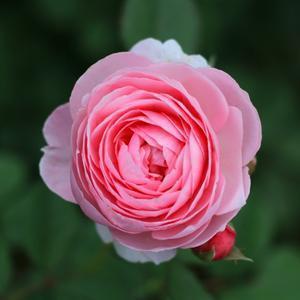 极氪家丽水岩泉汽车城头像