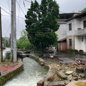 苏苏的农村生活头像