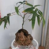 木一山几头像