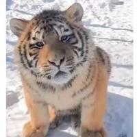 他梦如蓝蓝天头像