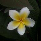 myYang的个人资料头像