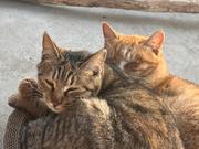 正能量程序媛upupup的个人资料头像