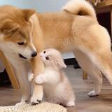 猪葛葛灬头像