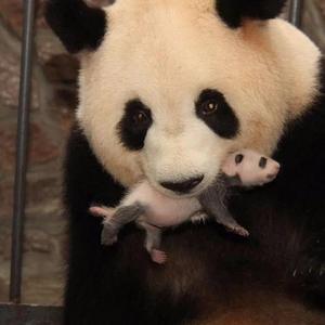 熊猫故事荟萃头像