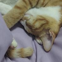 屁屁洋啊头像
