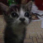 树上猫的个人资料头像