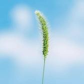 幼稚鬼黑旋风头像