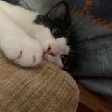 从CT5看到帕萨特头像