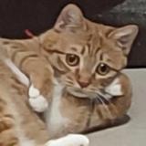 聪明的熊猫KVT头像
