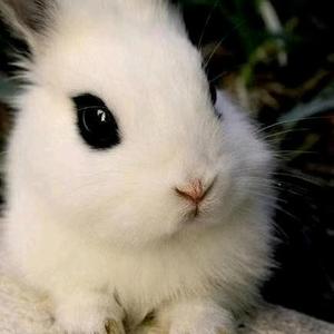 倔强的猫猫头像