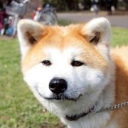 杰克叉烧包的个人资料头像