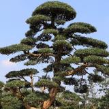唐朝6032头像
