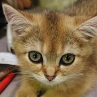 仲夏月夜色头像