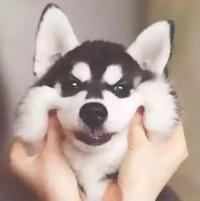 娇羞小锰男头像