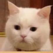 ryanmeow的个人资料头像