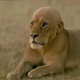 骑猪看峡谷头像