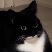 陈平安的香的个人资料头像