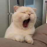 再见壹杯头像