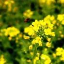 viper不想说话的个人资料头像