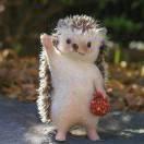 妖已凉的个人资料头像